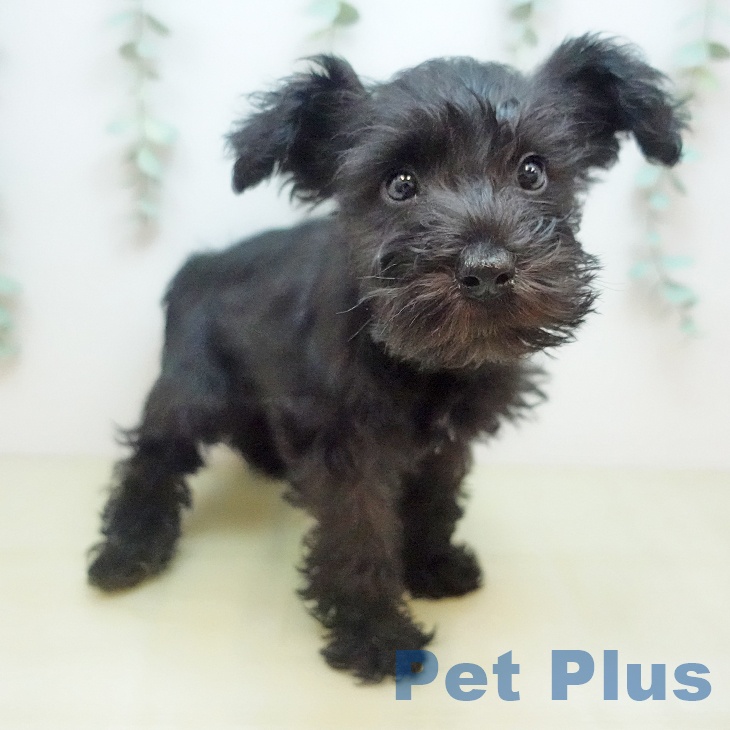 ミニチュア・シュナウザーの写真2