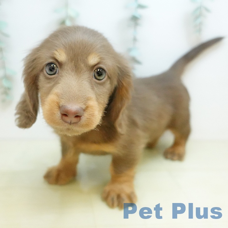 ミニチュア・ダックスフンド