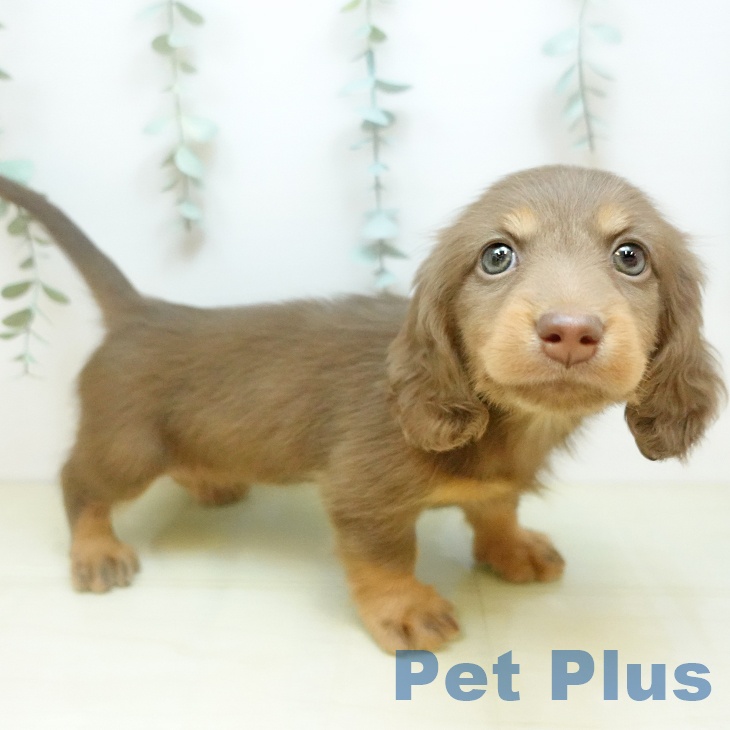 ミニチュア・ダックスフンドの写真2