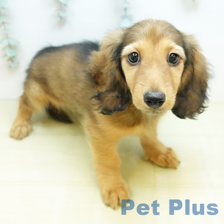 ミニチュア・ダックスフンド