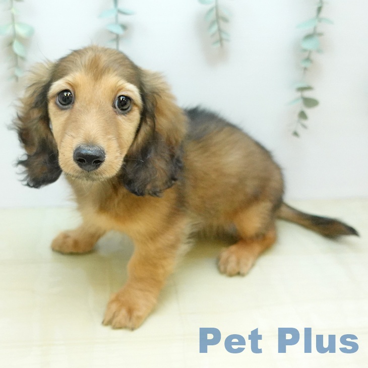 ミニチュア・ダックスフンドの写真2