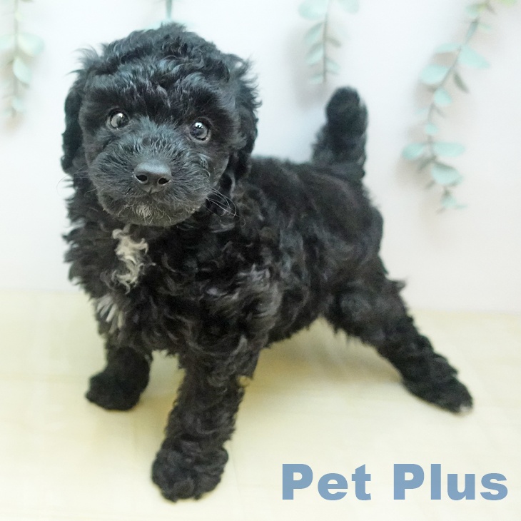 鳥取県のトイプードル(トイ) (ペッツワン 日吉津店/2025年12月17日生まれ/女の子/ブラック)の子犬の1枚目の画像