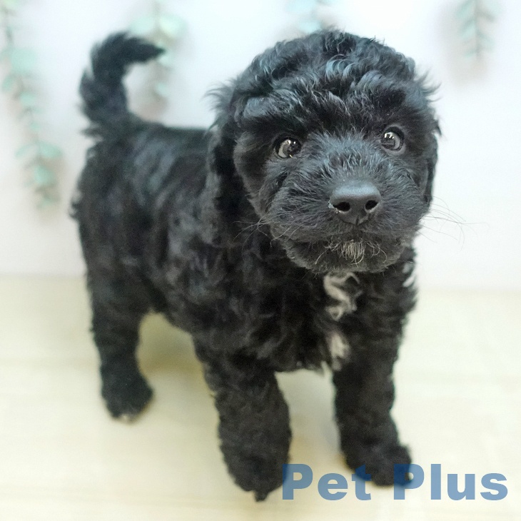 鳥取県のトイプードル(トイ) (ペッツワン 日吉津店/2025年12月17日生まれ/女の子/ブラック)の子犬の2枚目の画像