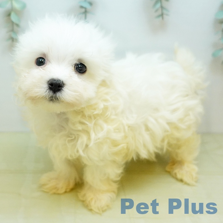 大阪府のマルチーズ (ペットプラス 堺北花田店/2025年12月17日生まれ/男の子/ホワイト)の子犬の1枚目の画像