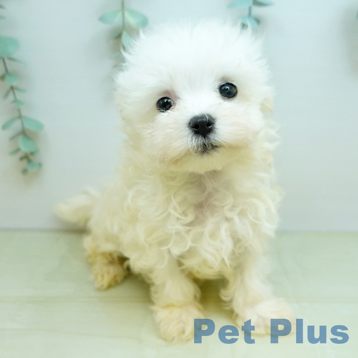 大阪府のマルチーズ (ペットプラス 堺北花田店/2025年12月17日生まれ/男の子/ホワイト)の子犬の2枚目の画像