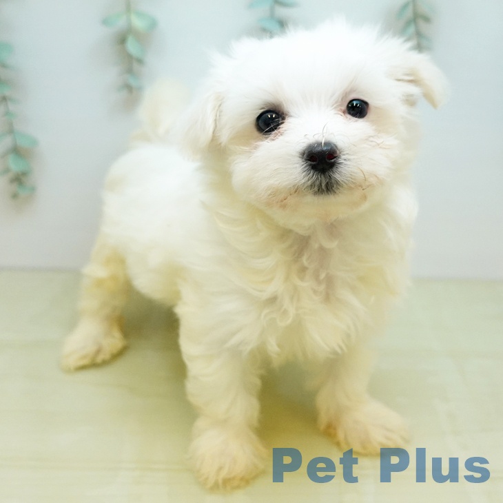 鳥取県のマルチーズ (ペッツワン 日吉津店/2025年12月17日生まれ/女の子/ホワイト)の子犬の1枚目の画像