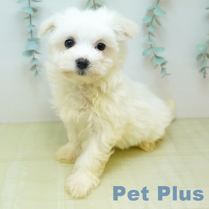 鳥取県のマルチーズ (ペッツワン 日吉津店/2025年12月17日生まれ/女の子/ホワイト)の子犬の2枚目の画像