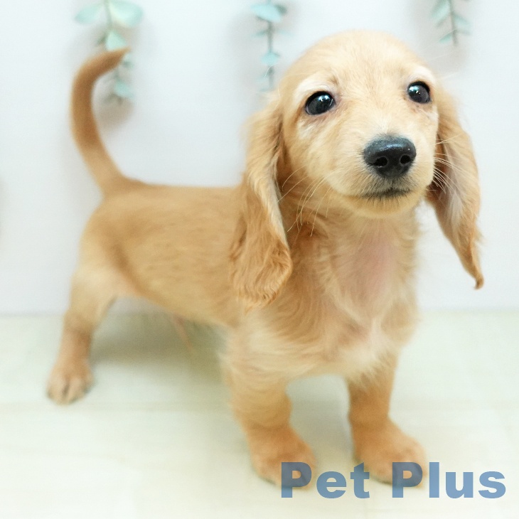 大阪府のカニンヘンダックスフンド(ロング) (ペットプラス イオン大日店/2025年12月10日生まれ/男の子/クリアレッド)の子犬の1枚目の画像