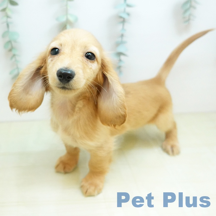 大阪府のカニンヘンダックスフンド(ロング) (ペットプラス イオン大日店/2025年12月10日生まれ/男の子/クリアレッド)の子犬の2枚目の画像