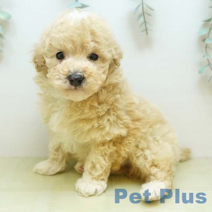 トイ・プードル