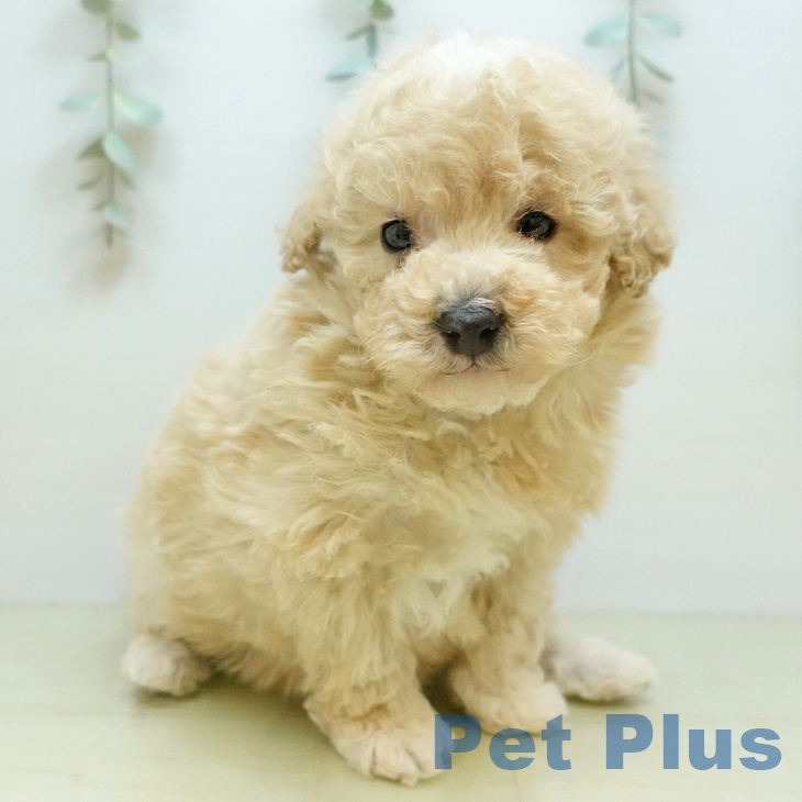 トイ・プードルの写真2