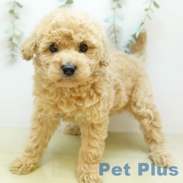 トイ・プードルの写真2