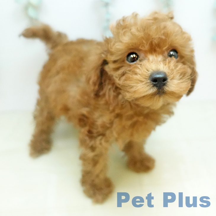 トイ・プードル