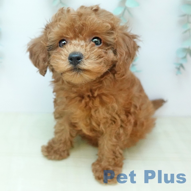 香川県のトイプードル(トイ) (ペットプラス 綾川店/2025年12月13日生まれ/男の子/レッド)の子犬の2枚目の画像