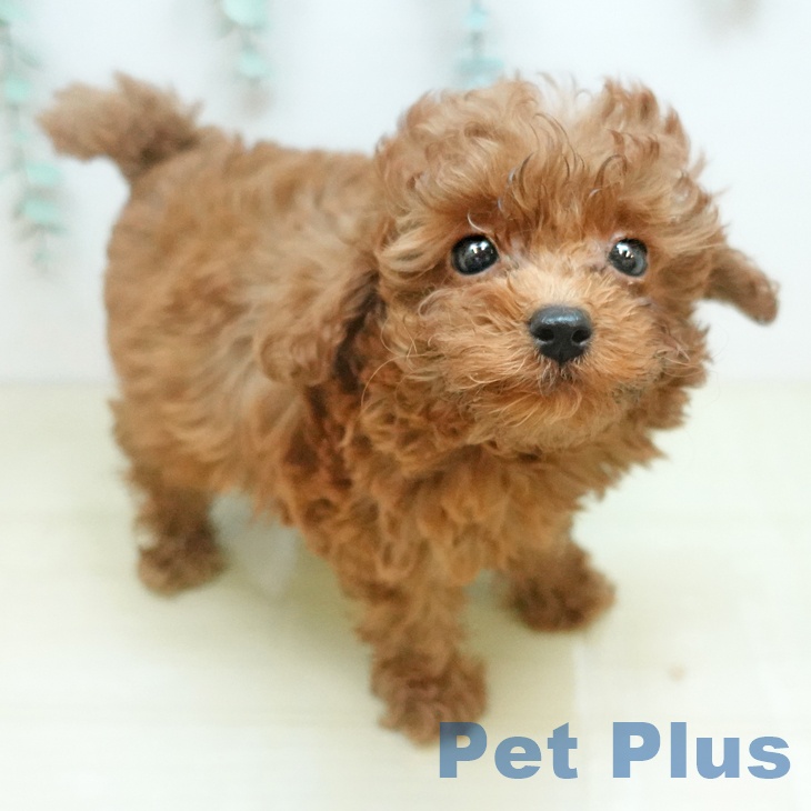 岡山県のトイプードル(トイ) (ペットプラス 岡山店/2025年12月13日生まれ/男の子/レッド)の子犬の1枚目の画像