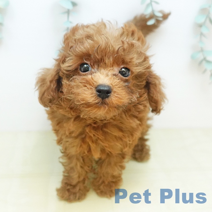 岡山県のトイプードル(トイ) (ペットプラス 岡山店/2025年12月13日生まれ/男の子/レッド)の子犬の2枚目の画像