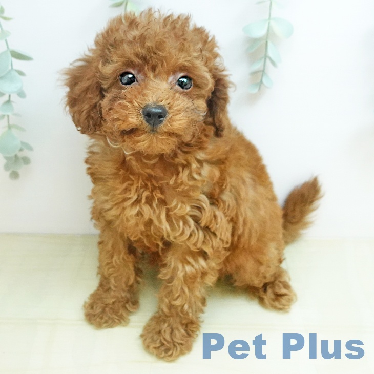 トイ・プードル