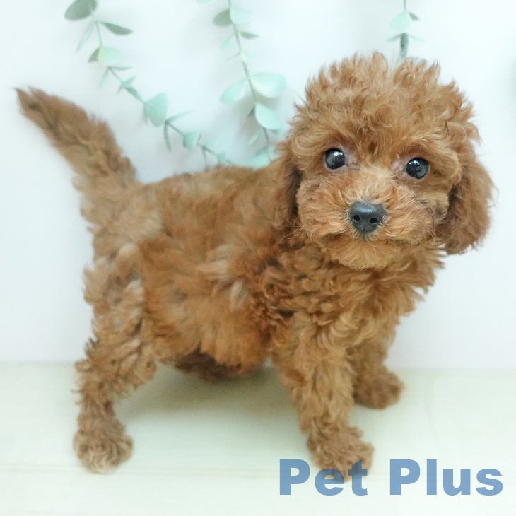 香川県のトイプードル(トイ) (ペットプラス 綾川店/2025年12月13日生まれ/女の子/レッド)の子犬の2枚目の画像