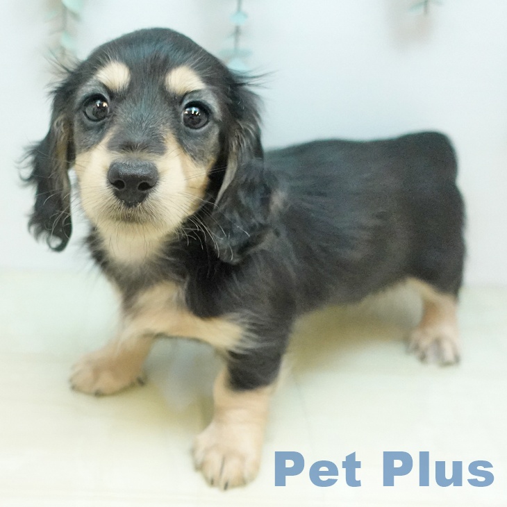 ミニチュア・ダックスフンド