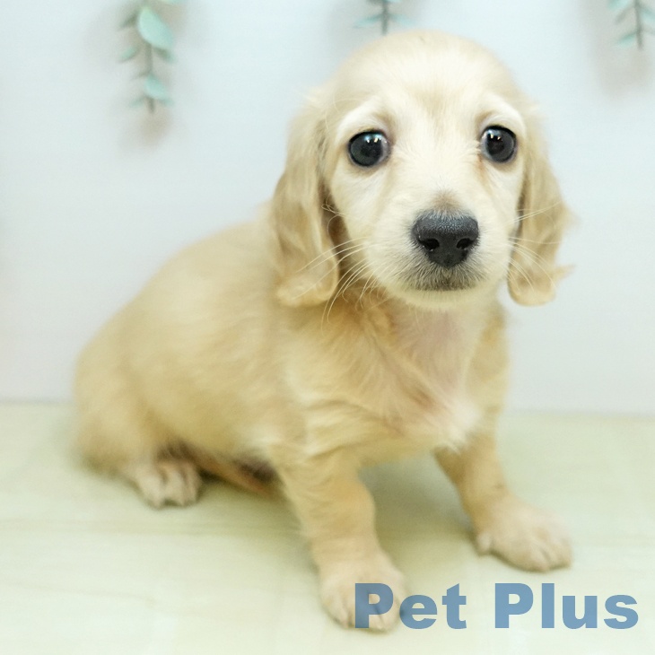 ミニチュア・ダックスフンド