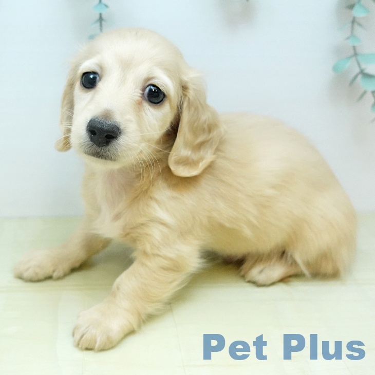 ミニチュア・ダックスフンド