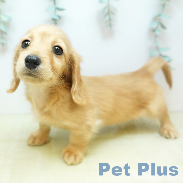 ミニチュア・ダックスフンド