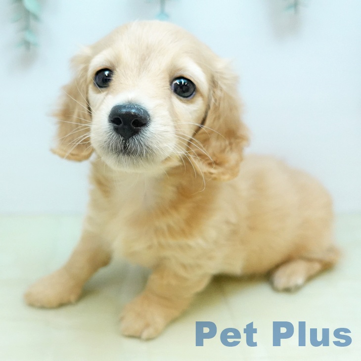 ミニチュア・ダックスフンド