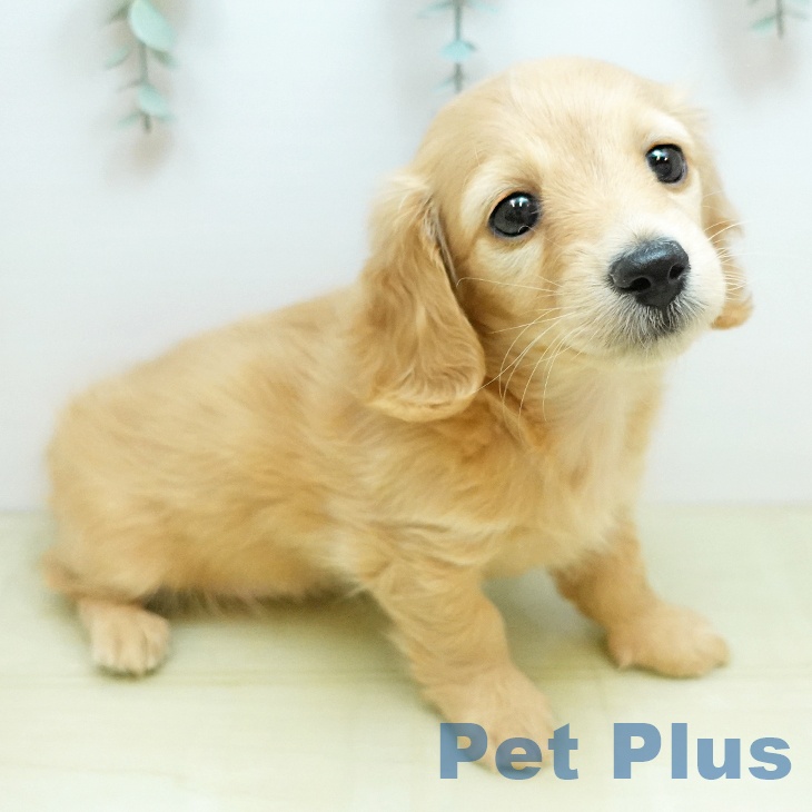 ミニチュア・ダックスフンドの写真2