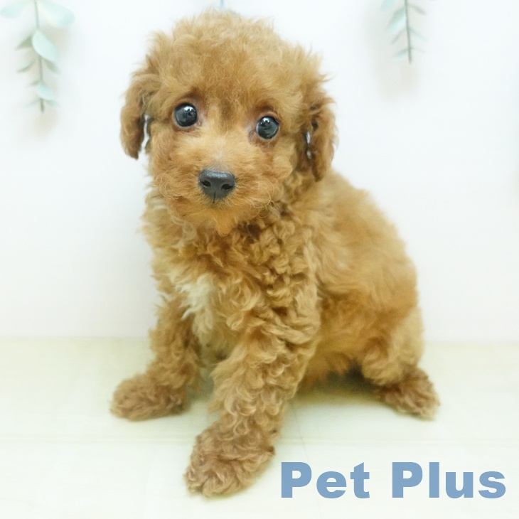 トイ・プードル