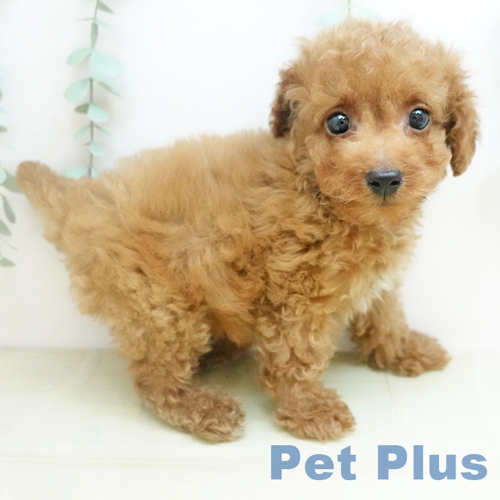 トイ・プードルの写真2