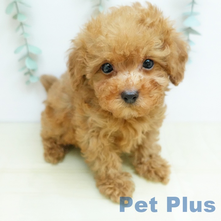 奈良県のトイプードル(トイ) (ペットプラス 大和郡山店/2025年12月18日生まれ/男の子/アプリコット)の子犬の1枚目の画像