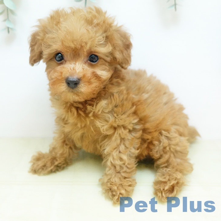奈良県のトイプードル(トイ) (ペットプラス 大和郡山店/2025年12月18日生まれ/男の子/アプリコット)の子犬の2枚目の画像