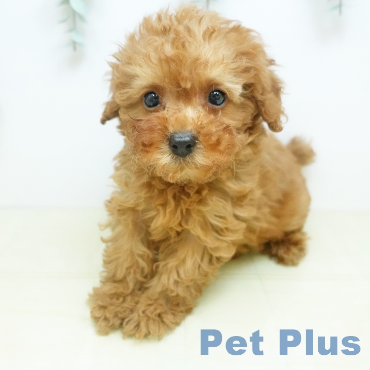 トイ・プードルの写真2