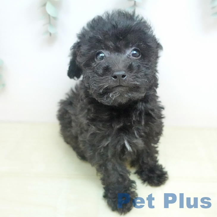 トイ・プードル