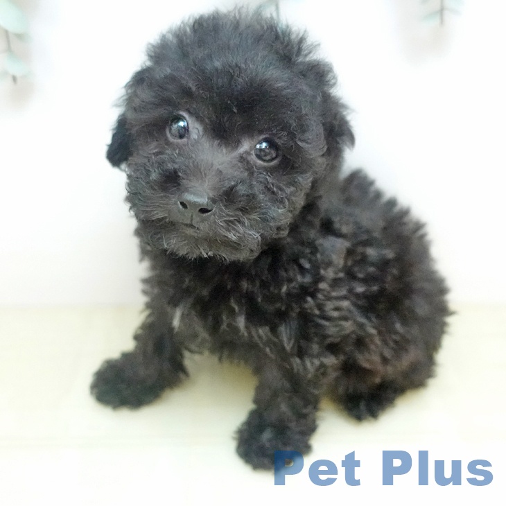 トイ・プードルの写真2