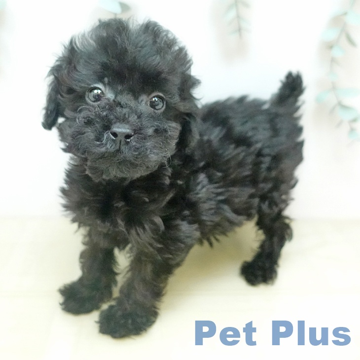 トイ・プードル