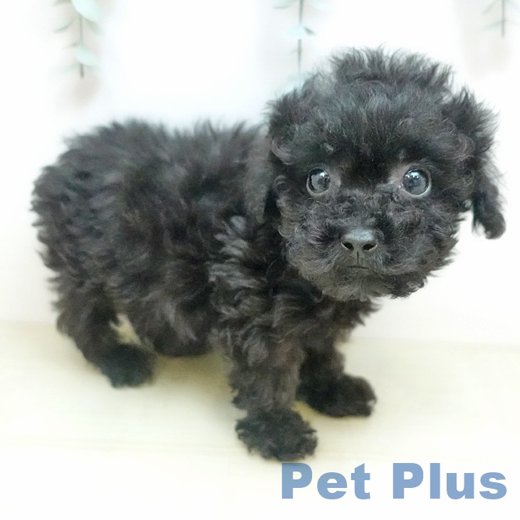 トイ・プードルの写真2