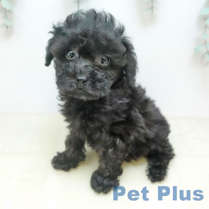 トイ・プードル