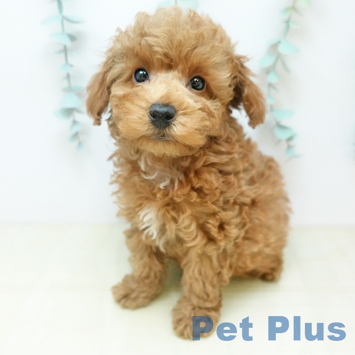 奈良県のトイプードル(トイ) (ペットプラス 大和郡山店/2025年12月17日生まれ/男の子/オレンジフォーン)の子犬の1枚目の画像