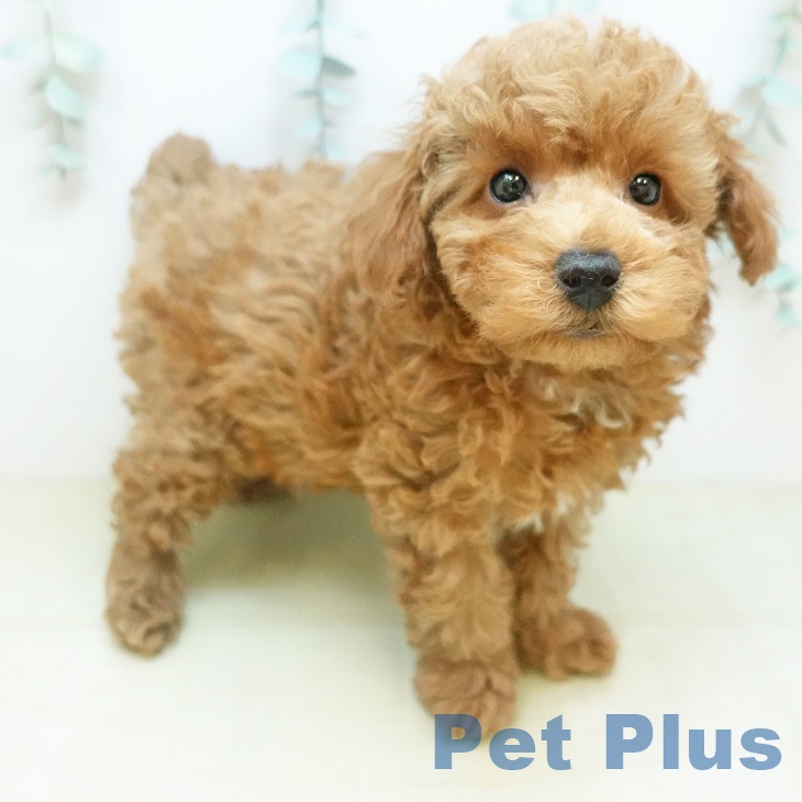 奈良県のトイプードル(トイ) (ペットプラス 大和郡山店/2025年12月17日生まれ/男の子/オレンジフォーン)の子犬の2枚目の画像