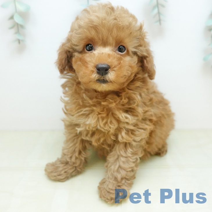 トイ・プードル