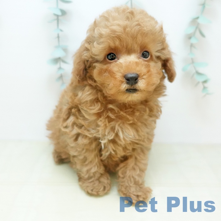 トイ・プードルの写真2