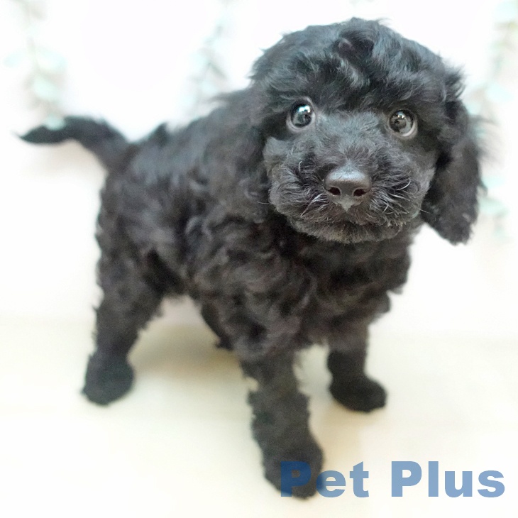 トイ・プードル