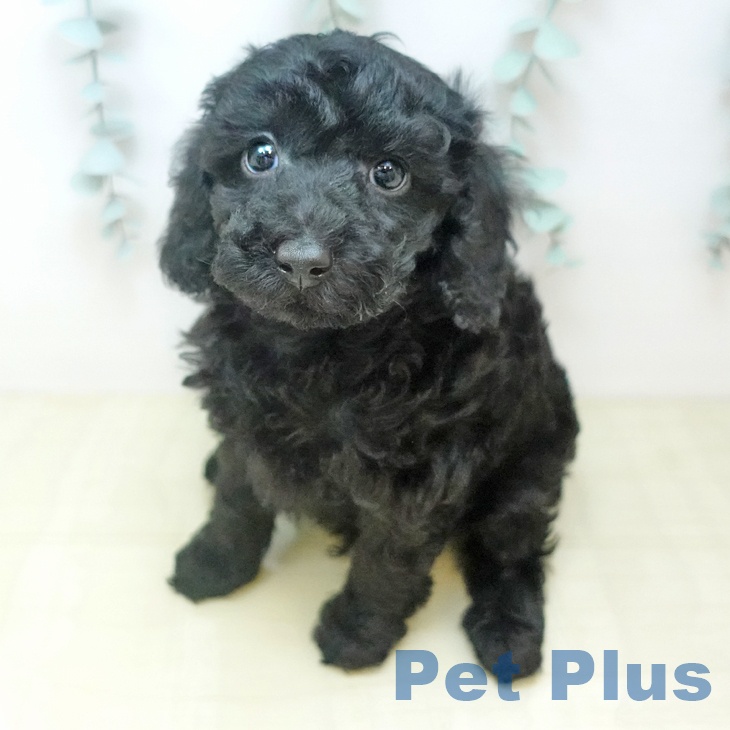 トイ・プードル