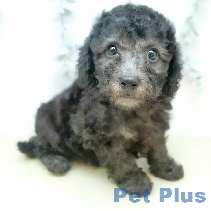 トイ・プードル