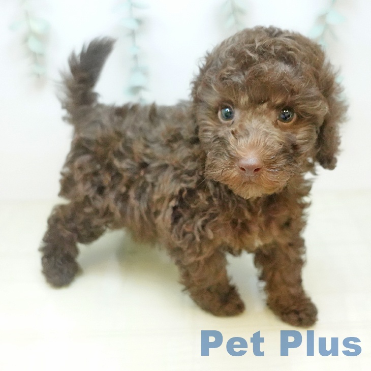 大阪府のトイプードル(トイ) (ペットプラス 鶴見店/2025年12月19日生まれ/男の子/ブラウン)の子犬の1枚目の画像
