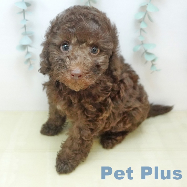 大阪府のトイプードル(トイ) (ペットプラス 鶴見店/2025年12月19日生まれ/男の子/ブラウン)の子犬の2枚目の画像
