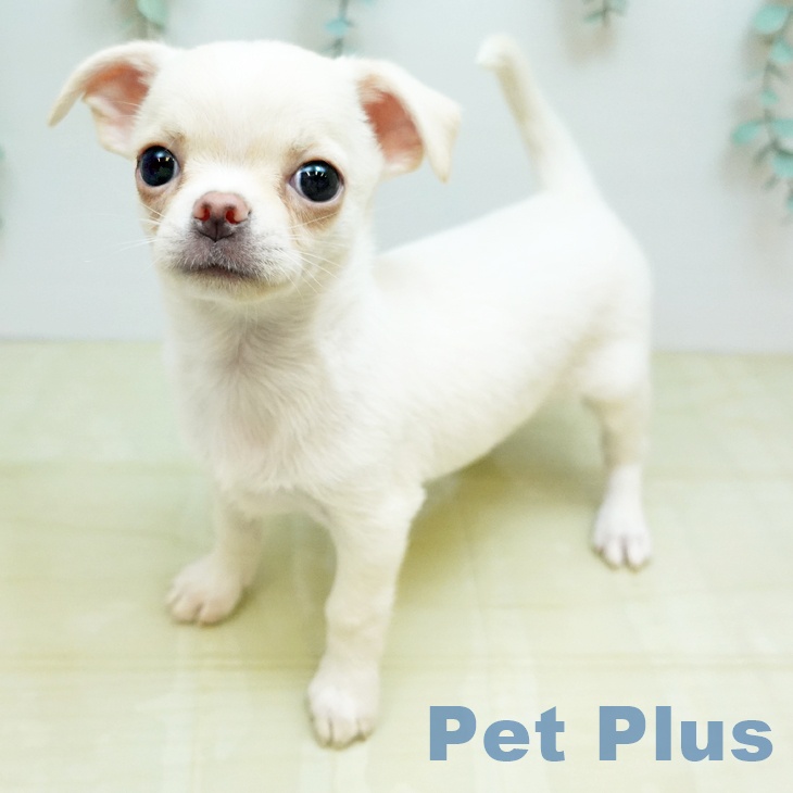チワワの写真1