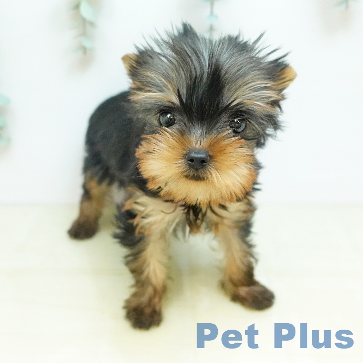 鳥取県のヨークシャーテリア (ペッツワン 日吉津店/2025年12月11日生まれ/女の子/スチールブルータン)の子犬の2枚目の画像