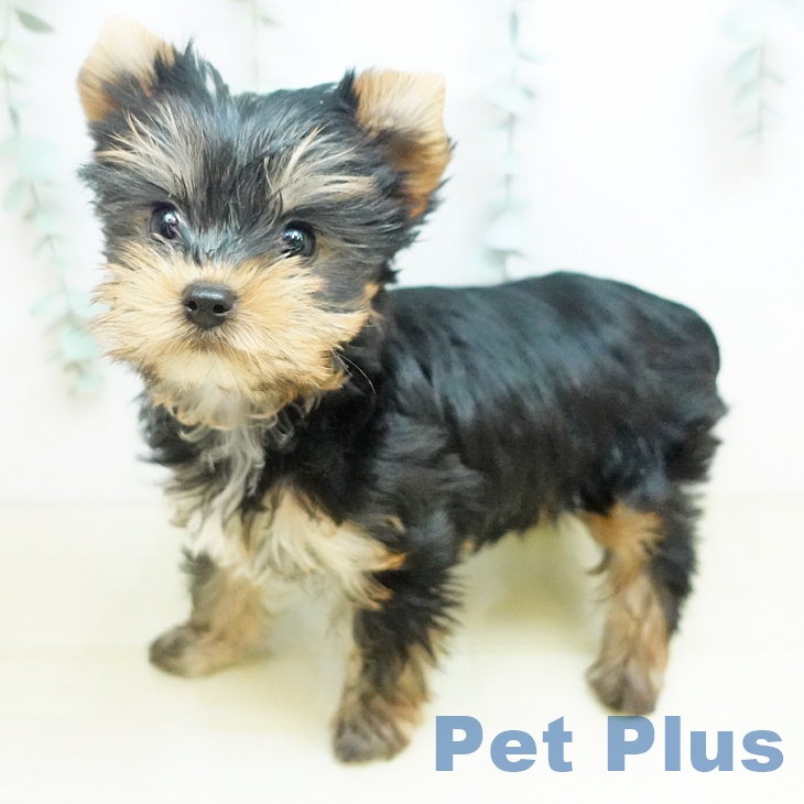 ヨークシャー・テリア